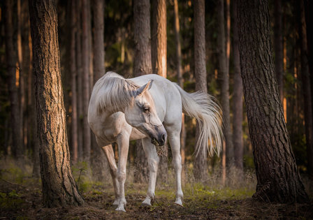 Wit paard in bos fotobehang