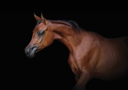 Bruin paard fotobehang Arabier
