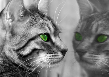 Fotobehang Kat met groene ogen
