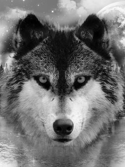 Wolf fotobehang L1