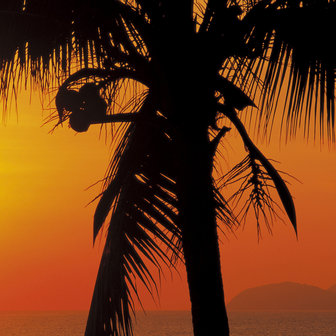 fotobehang Palmy Beach Sunrise