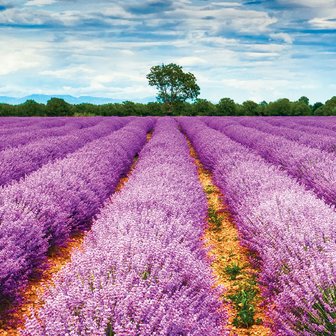 Lavendelveld behang Lavender