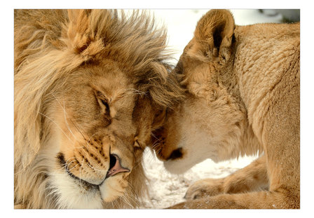 Leeuwen behang Tenderness