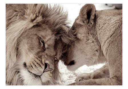 Leeuwen fotobehang Tenderness