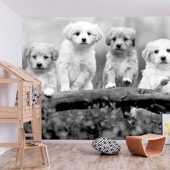 Honden fotobehang Vier Puppies 