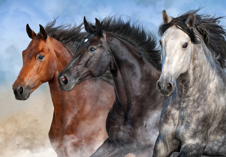 Paarden fotobehang Trio