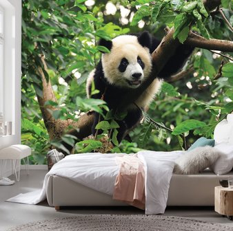 Panda in boom behang