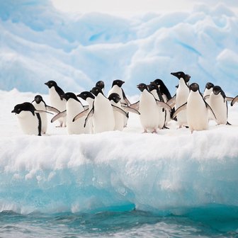 Pinguin behang pinguins op een rij