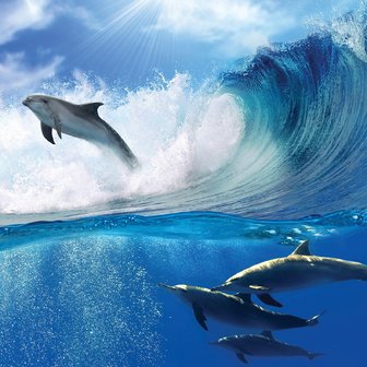 Dolfijnen behang
