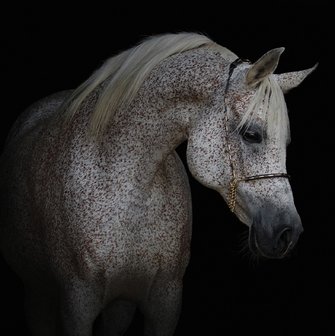 Paarden behang Schimmel zwart wit
