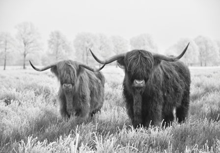 Schotse Hooglanders fotobehang zw/w