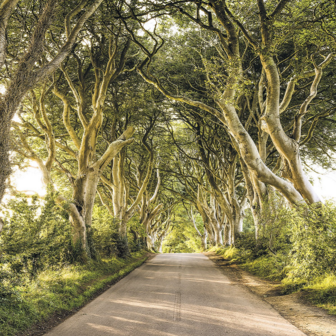 Golden Hedges fotobehang - SH