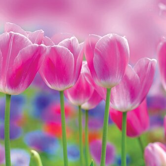 Roze tulpen fotobehang