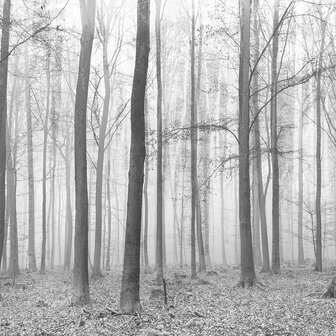 Bos fotobehang Misty Forest Zwart Wit