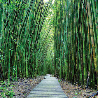 Bamboe bos fotobehang