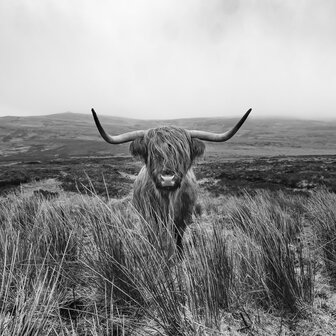 Schotse Hooglander fotobehang zw/w