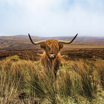 Schotse Hooglander fotobehang