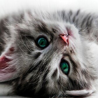 Sweet kitten fotobehang