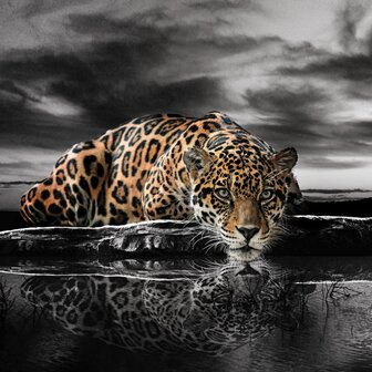 Jungle fotobehang Jaguar zwart-wit kleur