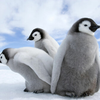 Fotobehang Pinguin Trio