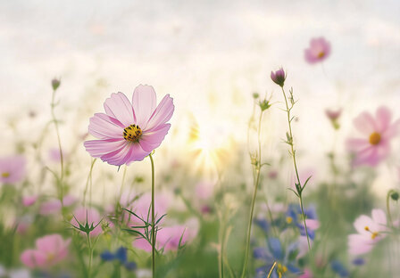 Bloemen fotobehang Cosmea