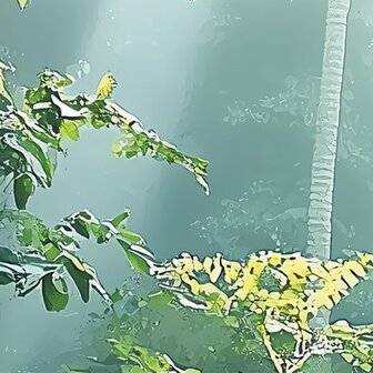 Jungle fotobehang Zonnestralen