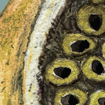 Bellezza detail