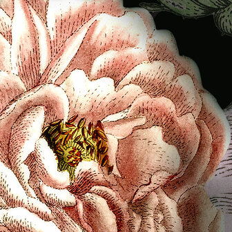 Victoria Black detail