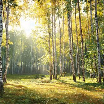Zonnig Berkenbos fotobehang V89