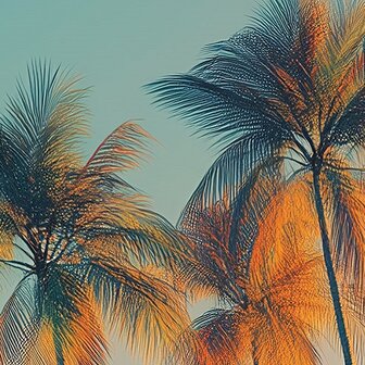 Palmbomen fotobehang V75