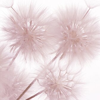 Paardenbloem fotobehang XL Roze