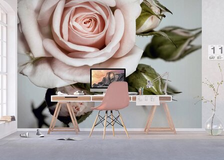 Roze Roos fotobehang XL