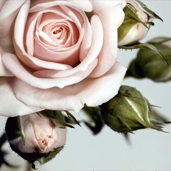 Roze Roos fotobehang XL