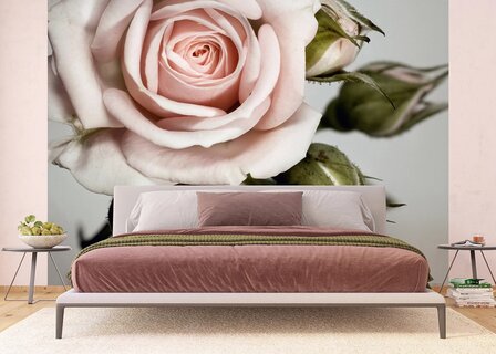 Roze Roos fotobehang XL