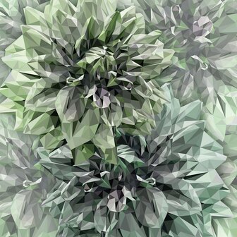 Bloemen behang Emerald Flowers