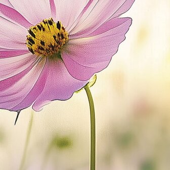 Bloemen fotobehang Cosmea