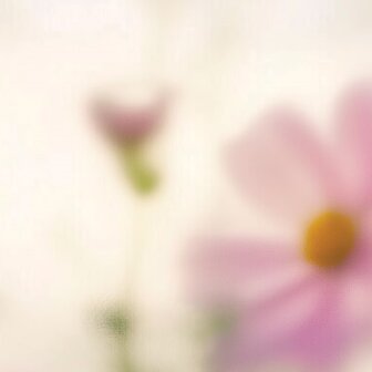 Bloemen fotobehang Cosmea
