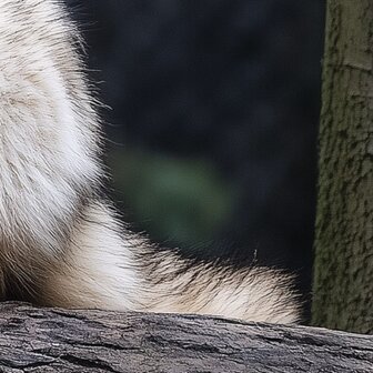 Bosdieren fotobehang Wolf