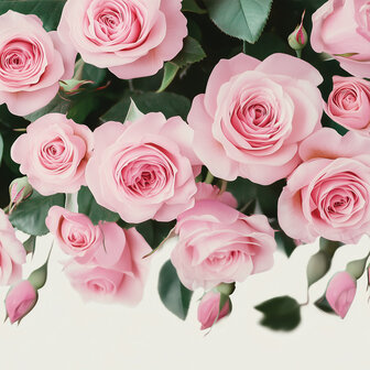 Roze rozen fotobehang V71