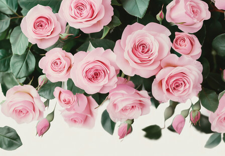 Roze rozen fotobehang V71
