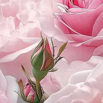 Roze rozen fotobehang V24