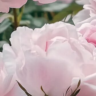 Roze rozen fotobehang V24
