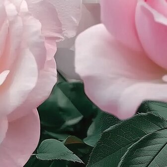 Roze rozen fotobehang V24