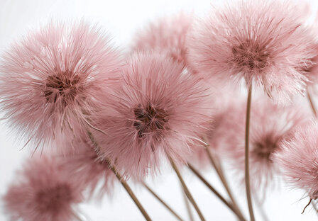 Paardenbloemen fotobehang Roze