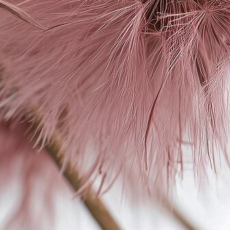 Paardenbloemen fotobehang Roze