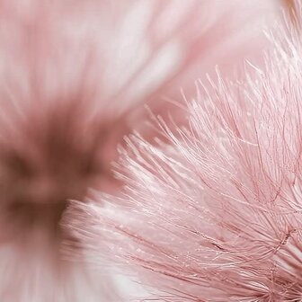 Paardenbloemen fotobehang Roze