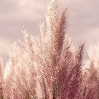 Zachtroze Pampas Gras fotobehang 