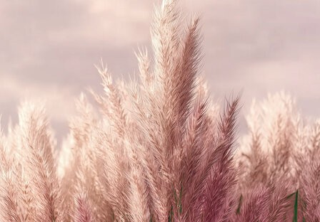 Zachtroze Pampas Gras fotobehang 