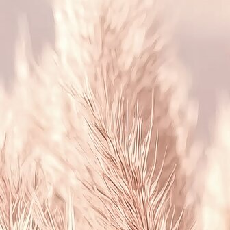 Zachtroze Pampas Gras fotobehang 
