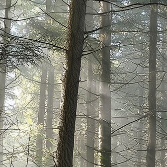 Bos fotobehang Zonnestralen in het Woud